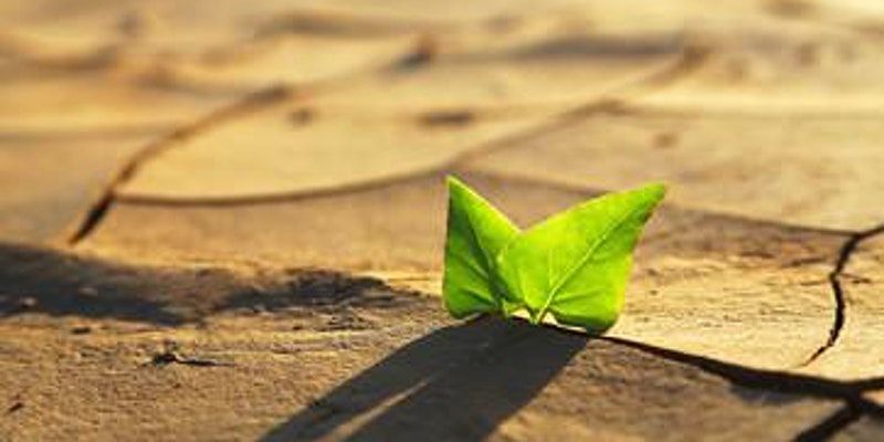 Image is a green lead against a background of dry soil