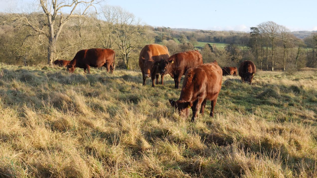 Farming for Nature - Bill and Cath Grayson, Morecambe Bay Conservation Grazing Company