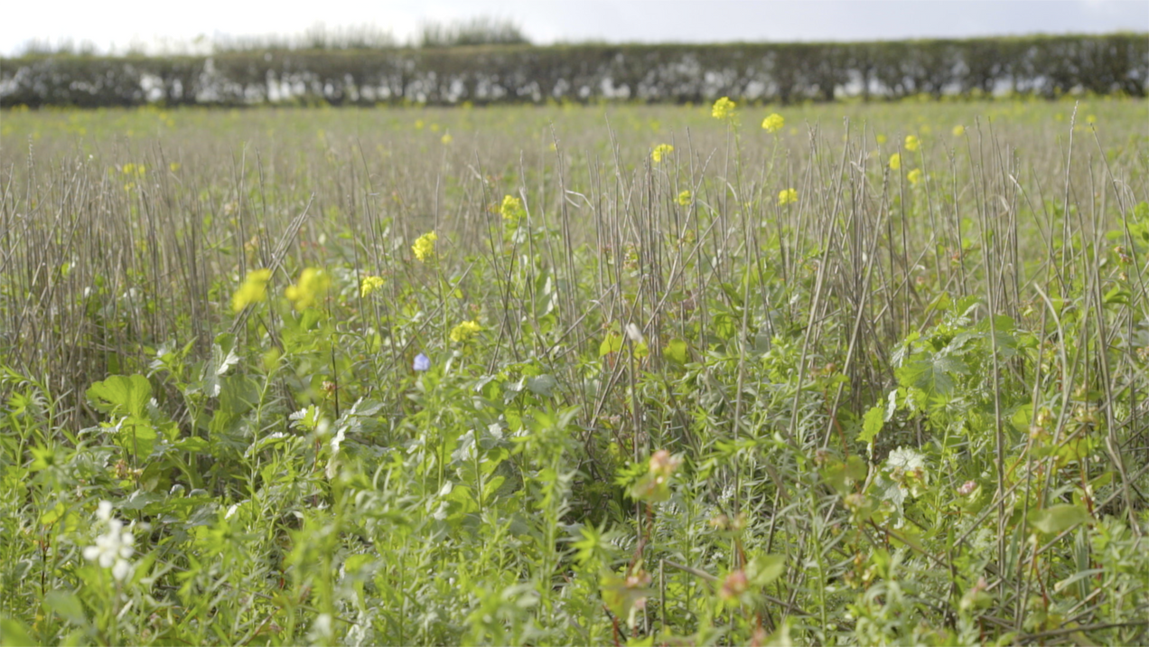 Regenerative Agriculture - George Hosier, Wexcombe Manor Farm