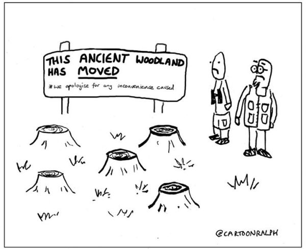 A cartoon of tree stumps, with two people looking a sign that reads the ancient woodland has moved 
