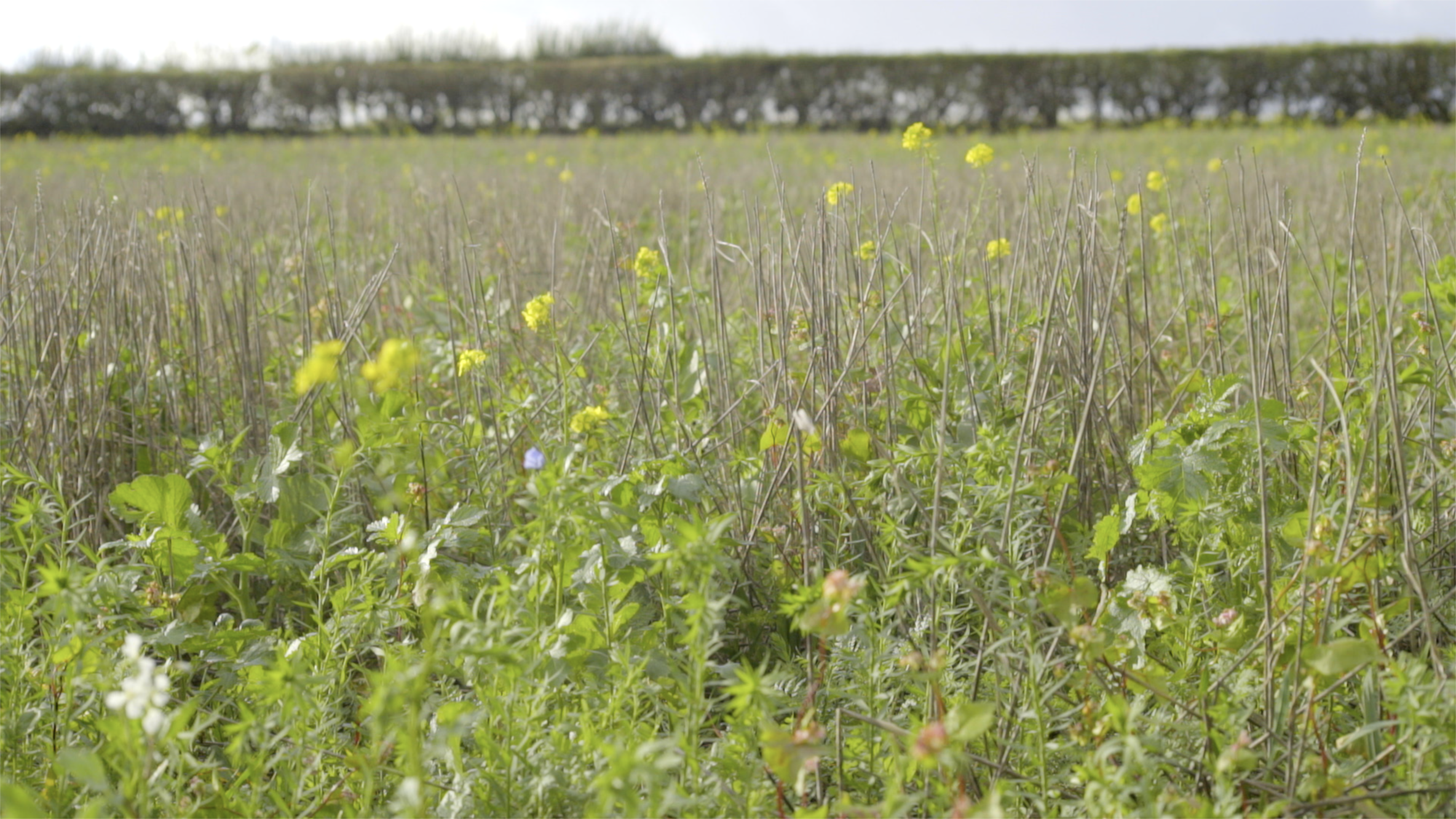 Cover crops at Wexcombe Farm