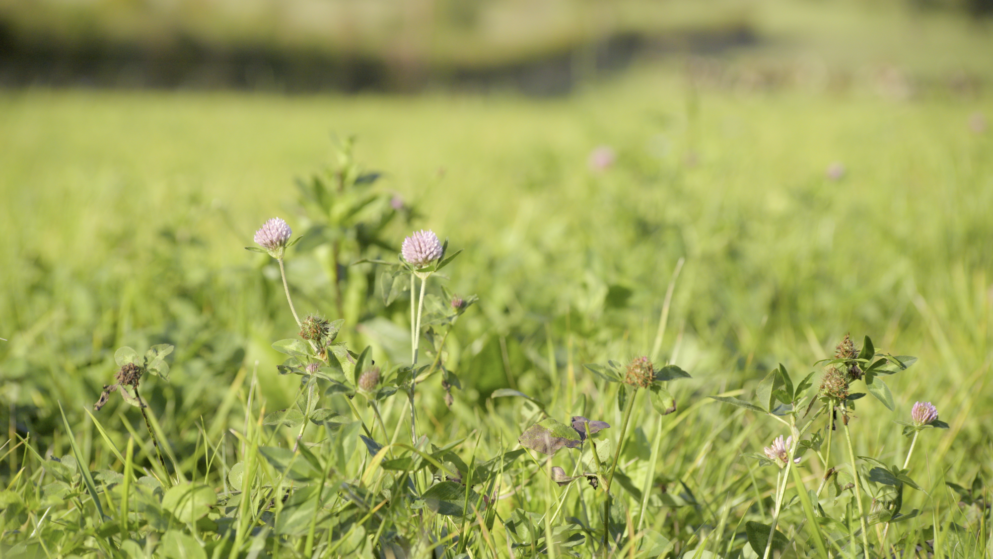 A Just Transition in Agriculture Podcasts