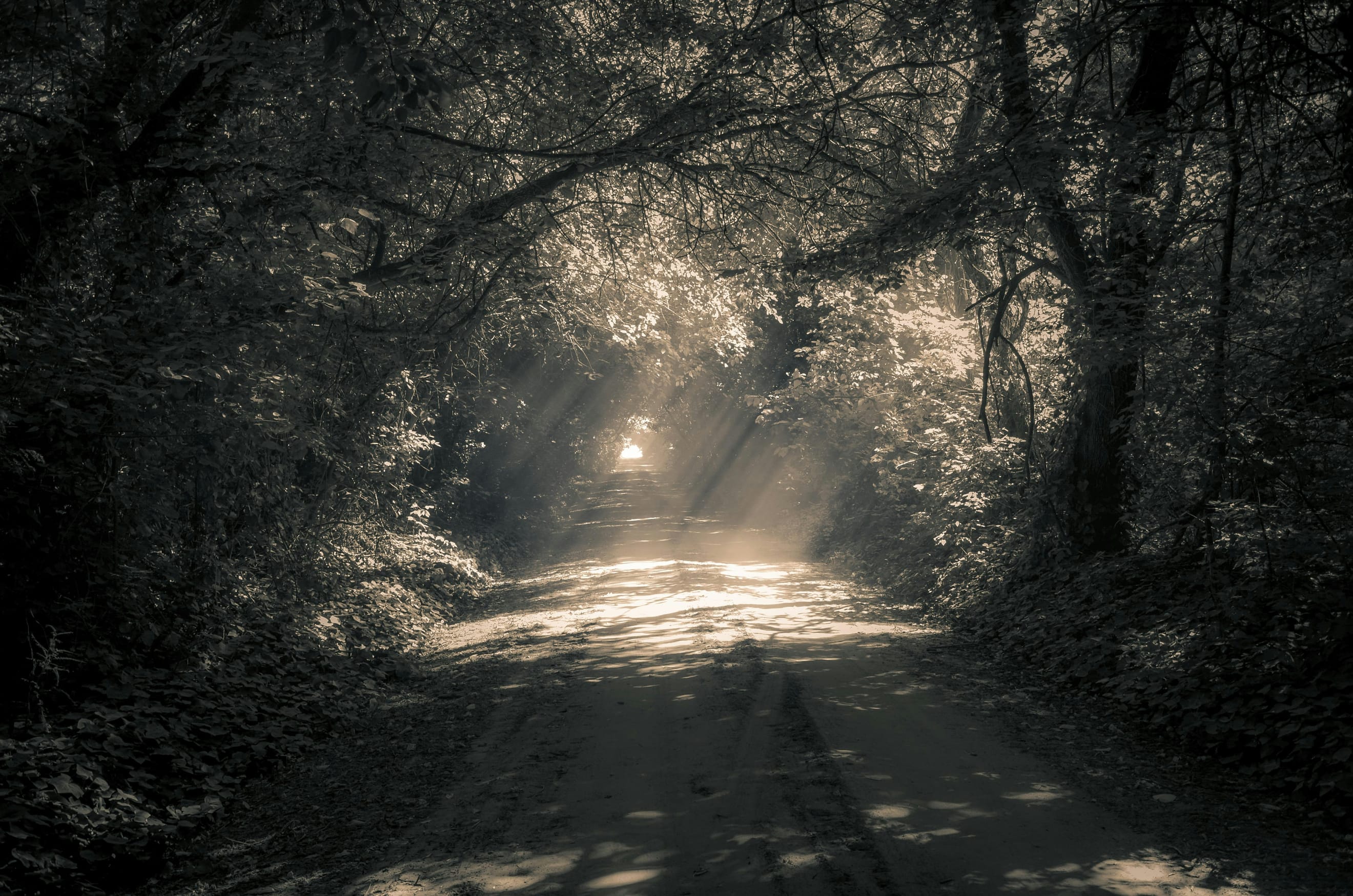 Sun rays through the trees