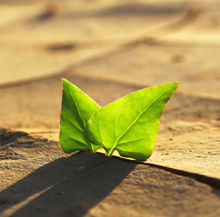 ​Facing up to Climate Reality; Honesty, Disaster and Hope