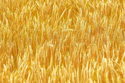 Precautionary Principle